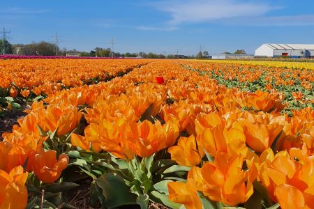 Tulip fields of Holland Tour by Amsterdam Countryside Tour